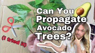 I Tried To Propagate Avocado Tree Cuttings - Can You Grow Avocado Trees From Cuttings?