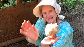 Buff Orpington Chicks! 3.5 Week-Old Chicks, How Are They Doing?