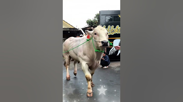 DATANG LAGI SAPI JUMBO DIRUMAH IRFAN HAKIM #shorts  #artis #cow #sapi  #sapijumbo #viralvideo #irfan