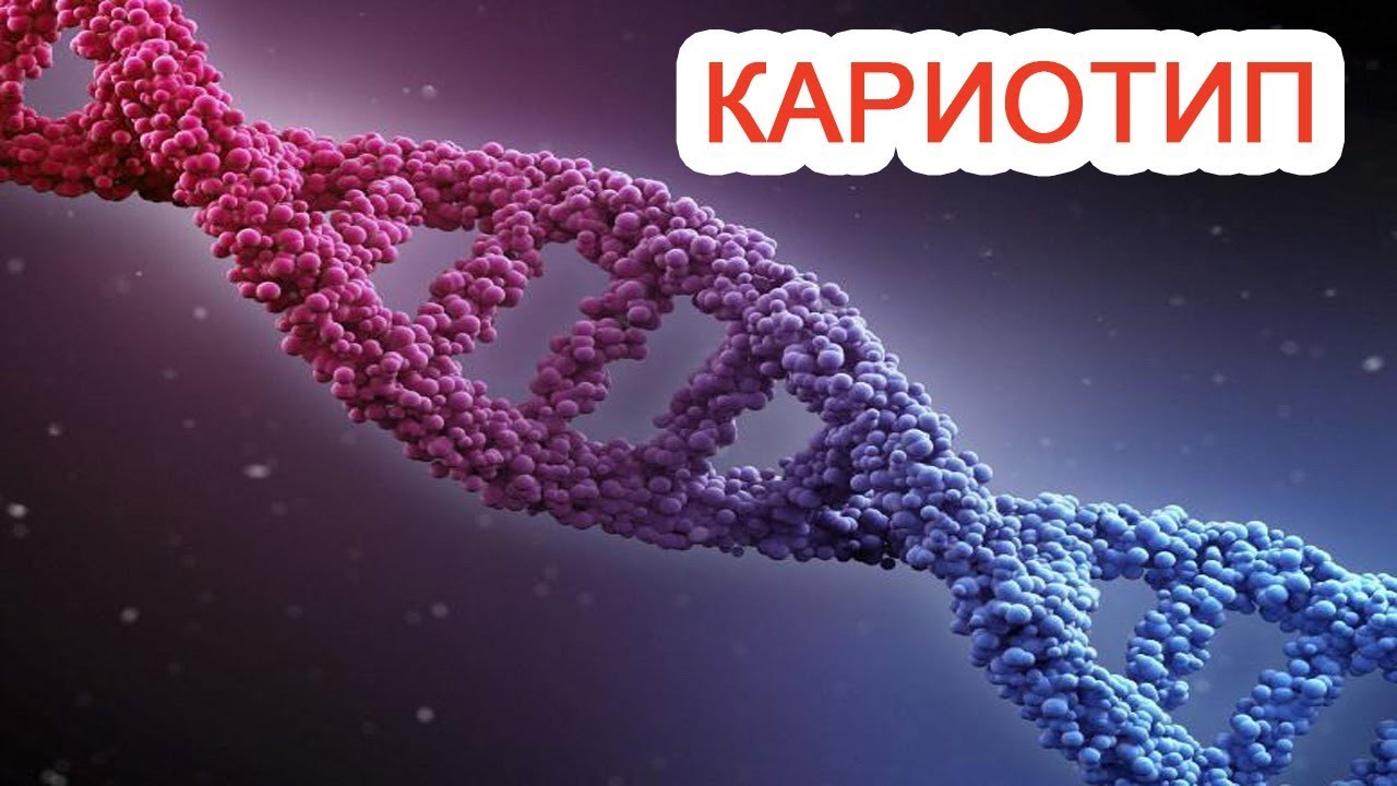 кариотип кариограмма идиограмма