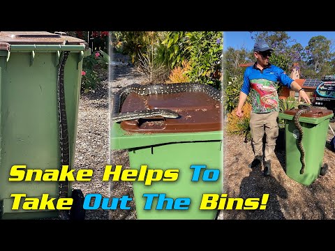 Snake helps to take out the bins!