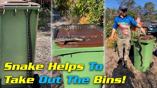Snake helps to take out the bins! Profile