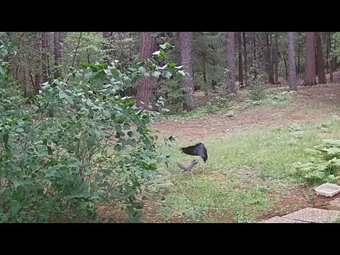 Squirrel vs Crow