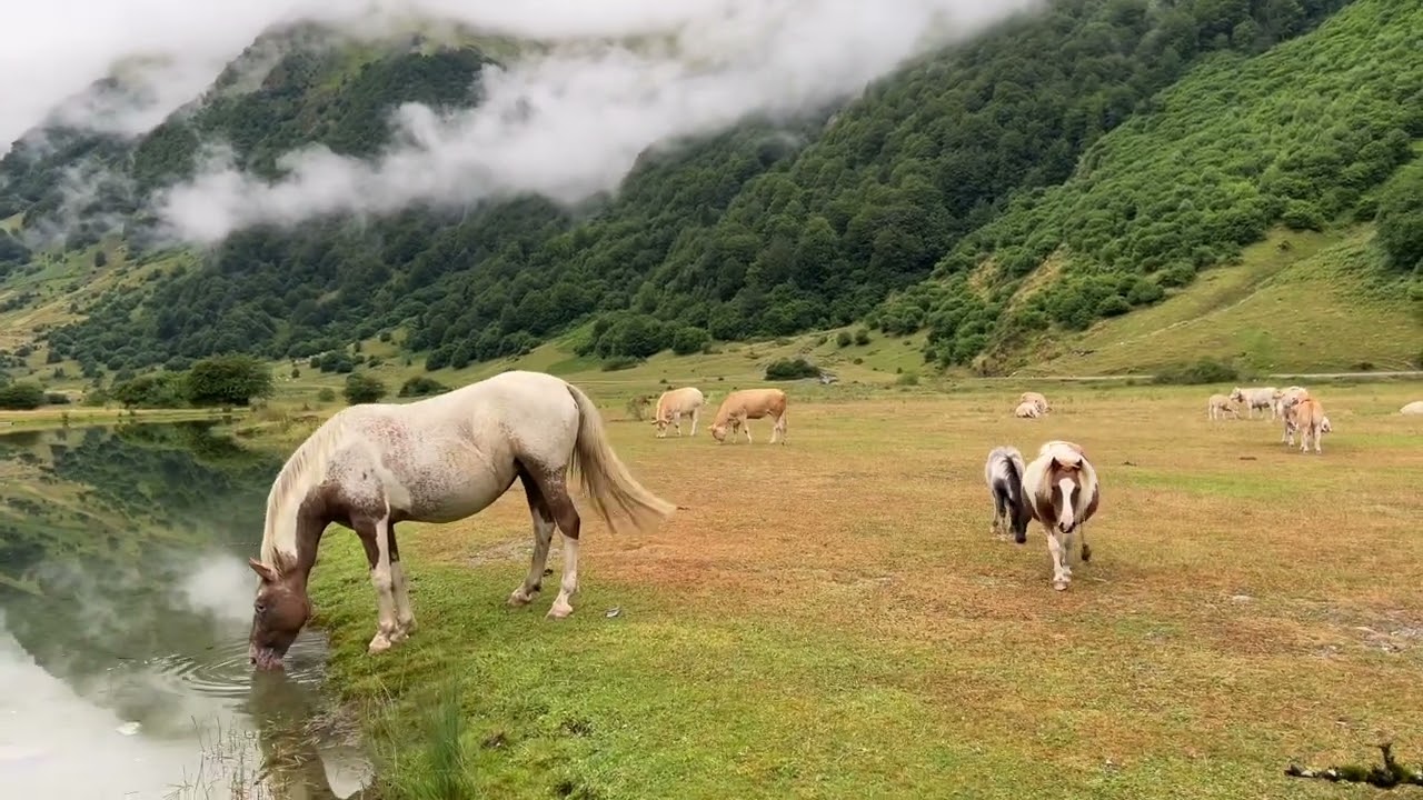 Waking Up with Wild Horses🐎 