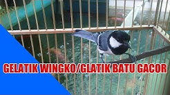 NON STOP 2 JAM SUARA GELATIK WINGKO GELATIK BATU GACOR - Durasi: 2:21:01. NON STOP 2 JAM SUARA GELATIK WINGKO GELATIK BATU GACOR - Durasi: 2:21:01.