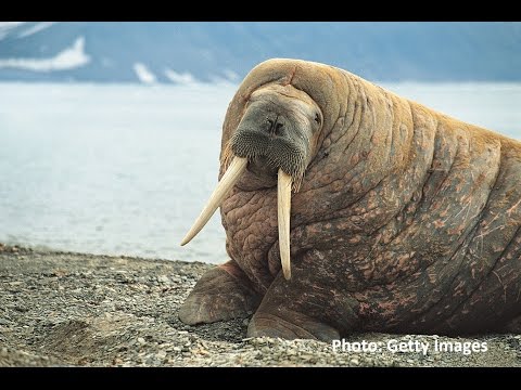 Arctic Marine Life