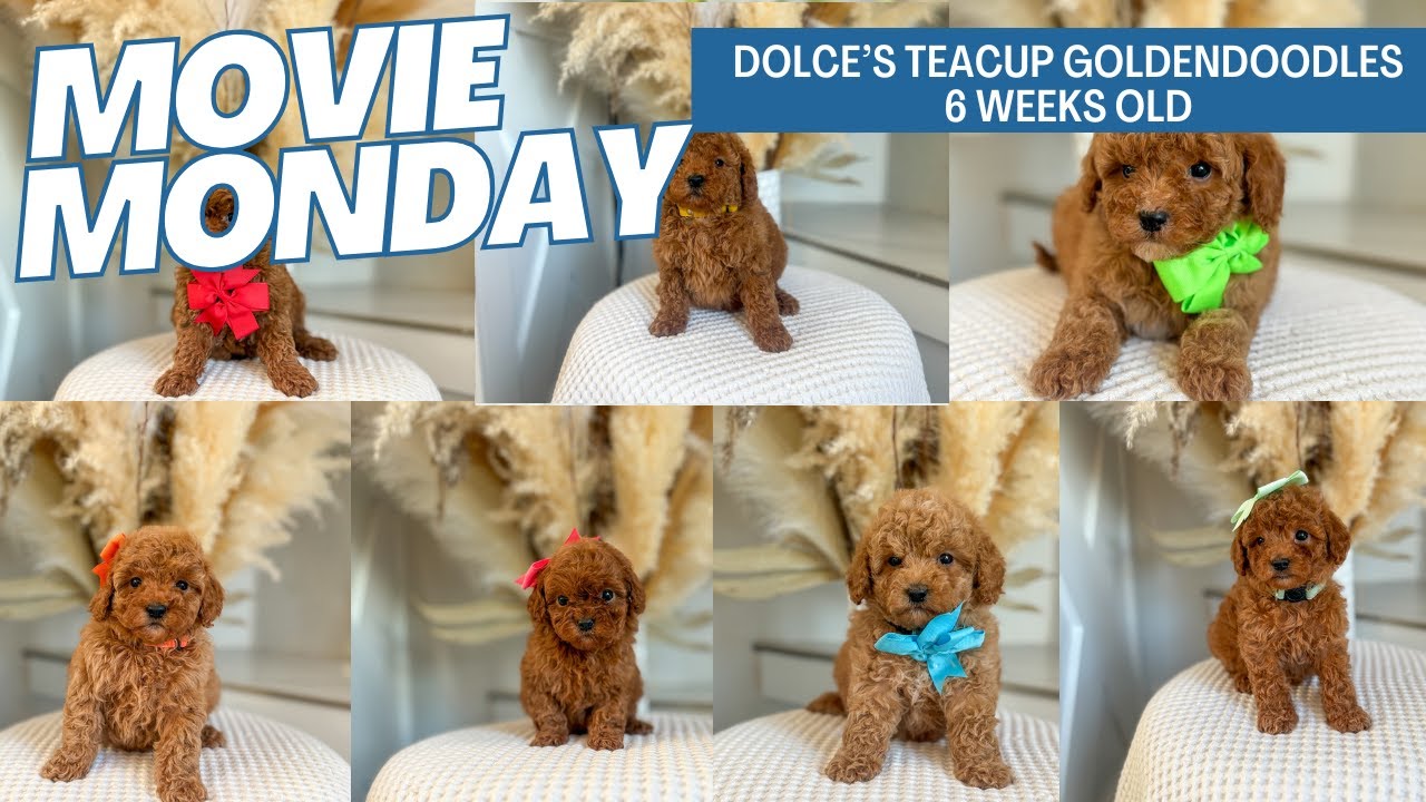 Dolce's Teacup Goldendoodle Puppies 6 weeks