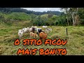 Chegando com o gado no sítio