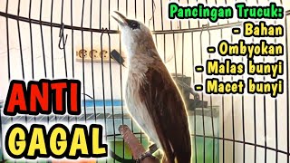 TRUCUKAN BAHAN OMBYOKAN BELAJAR BUNYI..! pakai PANCINGAN ini trucuk JADI GACOR