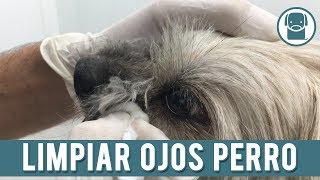 Cómo Limpiar Los Ojos De Un Perro - YouTube