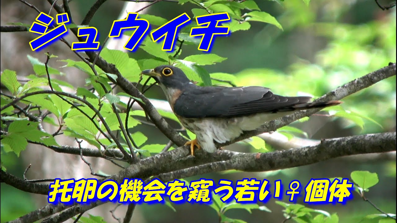 ジュウイチ 托卵の機会を窺う若い 個体 Youtube