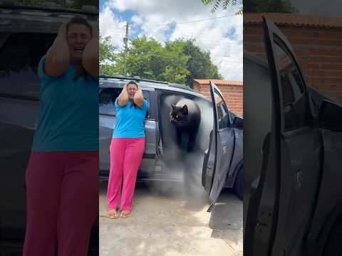 Gatinho no carro 🚗 #viralvideo #funny