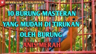 10 Burung Masteran yang mudah di tirukan oleh burung ANIS MERAH