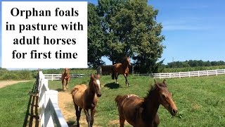 Orphan foal: pasture turn out with adult horses