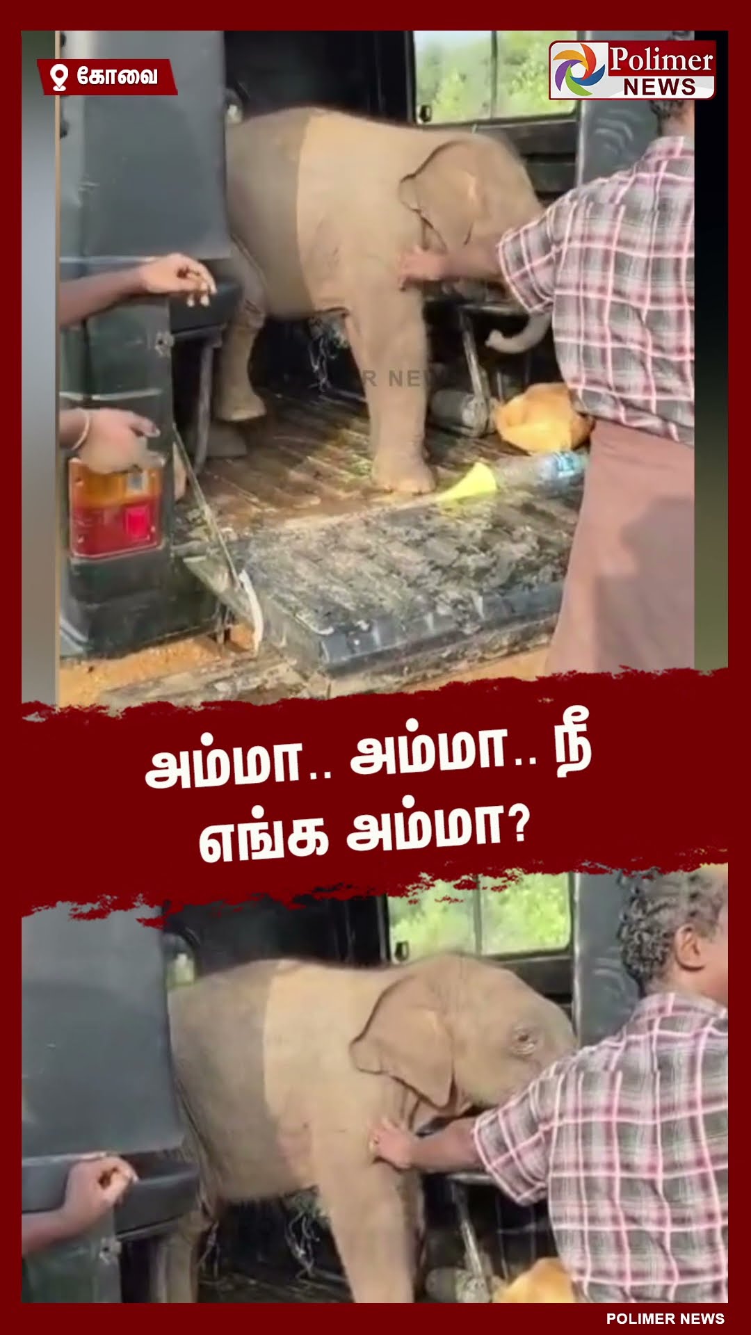 தாயை பிரிந்து தவிக்கும் குட்டி யானை..!! #shorts
