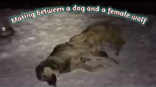 A shepherd dog mates with a female wolf and from too much fatigue the dog fell on the snow😱😱😱😱