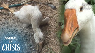 Goose Risks His Life To Protect His Brother With A SCurve Neck | Animal in Crisis EP270