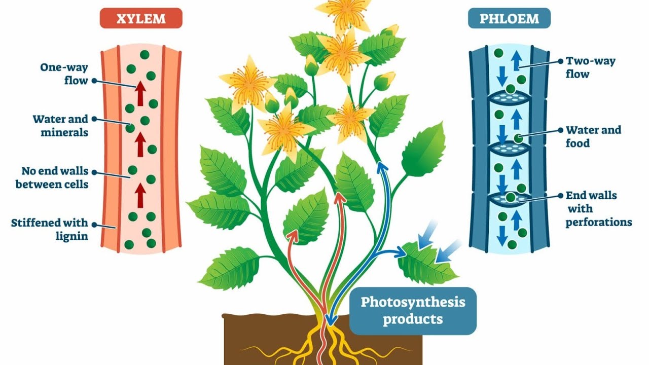 Chapter:- Tissue Topic:- Diff between Xylem and phloem with its components simple explanation 