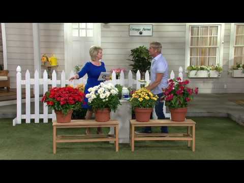 Cottage Farms 4-pc Color Crazy Daisy Collection on QVC