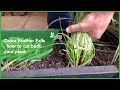 Carex feather falls  comment tailler votre plante