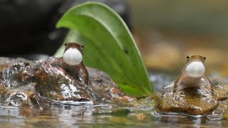 Singing in the Rain: Frogs of Agumbe get Ready for the Monsoons
