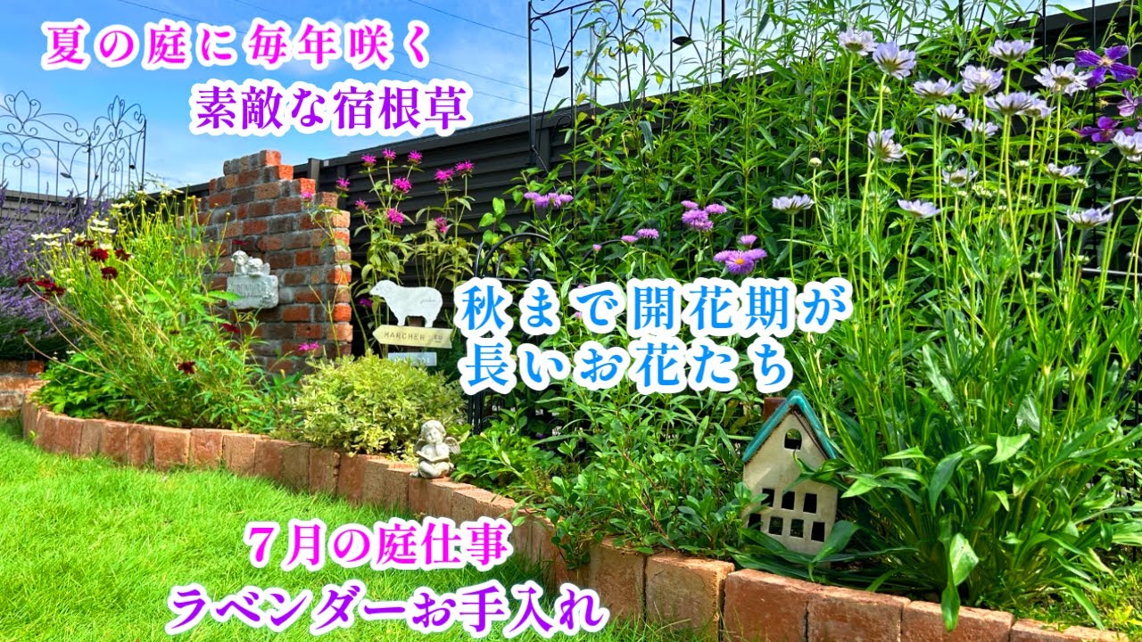 【夏に毎年咲く素敵な宿根草】【庭づくり＊暑さに強く開花期が長いお花】【夏のお花植付け】【ラベンダー夏のお手入れ】ガーデニング/挿し木/ヒマワリ
