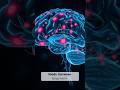 Foods That Quietly Damage Your Brain #healthylifestyle #facts #wellnessforlife #healthyfood #food