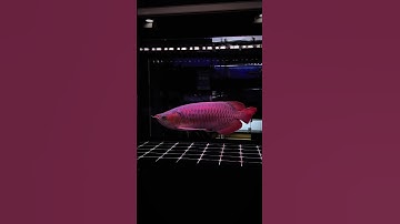 Cá rồng huyết long ,huyết long phông đen , arowana #fish  #arowanafish #carong #arowanasuperred