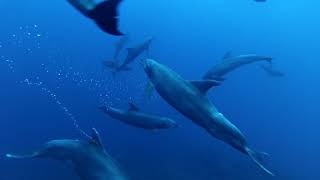 Delfines en libertad