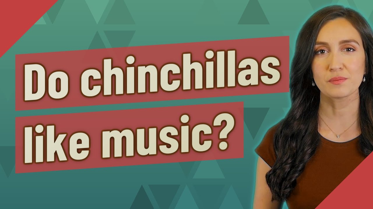 Do chinchillas like music? YouTube