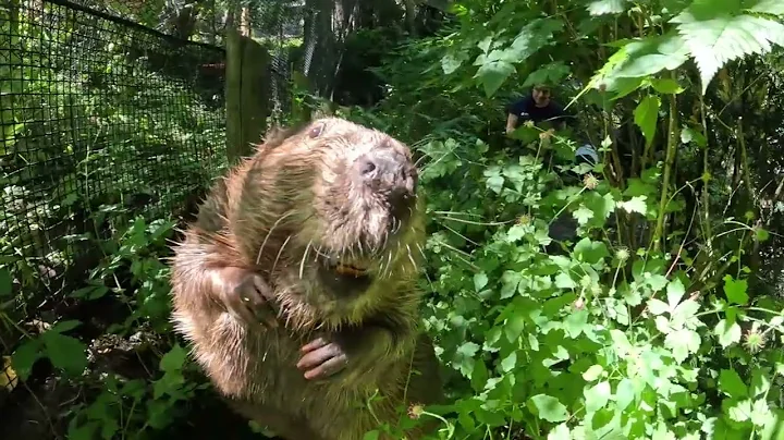 Busy Beavers Bring A Big Log Home To Their Lodge