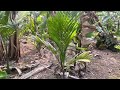 आज मैं आपको बताऊंगा कि सुपारी पौध कैसे उगाएं ( Contact 7099351327 ) #india #betelnut #farming