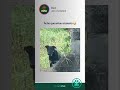 Se inscreva para mais vídeos engraçados @rovioriginal 😂 #memes #cachorro #pets #humor #shorts