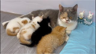 Top sweetest, cutest moments of a cat family with 4 kittens | Cat daily life by Lisa the Cat 94 views 1 month ago 5 minutes, 34 seconds