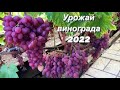 Урожай винограда в 2022г. Свердловская область.