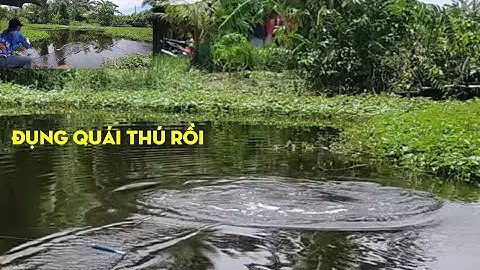 câu đài. câu cá sông tự nhiên một ngày đầy cảm giác..