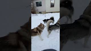 Cheeky Monkey Dotty #alaskanmalamutes #sleddogs #malamutelovers by BUBCvision 143 views 3 months ago 1 minute, 45 seconds