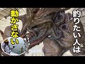 【タコ釣り】釣果の差が出過ぎてビックリします|ガッ釣り260