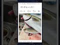 奇跡の１枚？魚の食物連鎖！