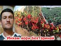 Боз як кори нав Помидоры 🍅 Волверин бо хосили баланд,  10 апреля 2023 г.