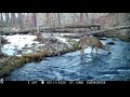 Maine Wildlife Adventures 2020 Part 1
