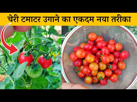 घर पर चेरी टमाटर कैसे उगाएं देखें पूरी जानकारी | How To Grow Cherry Tomatoes At Home In Hindi