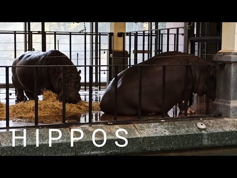 Nijlpaarden/hippos Hermien & Imani - Zoo Antwerpen (B) - zoovenirs (14)