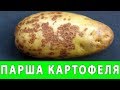 БОРЬБА С ПАРШОЙ КАРТОФЕЛЯ