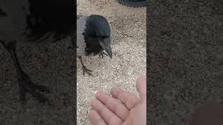 Ручная ворона - crow - कौआ - 乌鸦