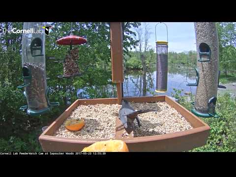 Gray Catbird on the Cornell Lab FeederWatch Cam – May 23, 2017