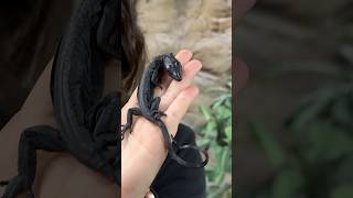 A BABY BLACK DRAGON🤩🥰