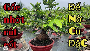 Gốc nhớt rút cốt củ 🍠 nở lh 0766765975