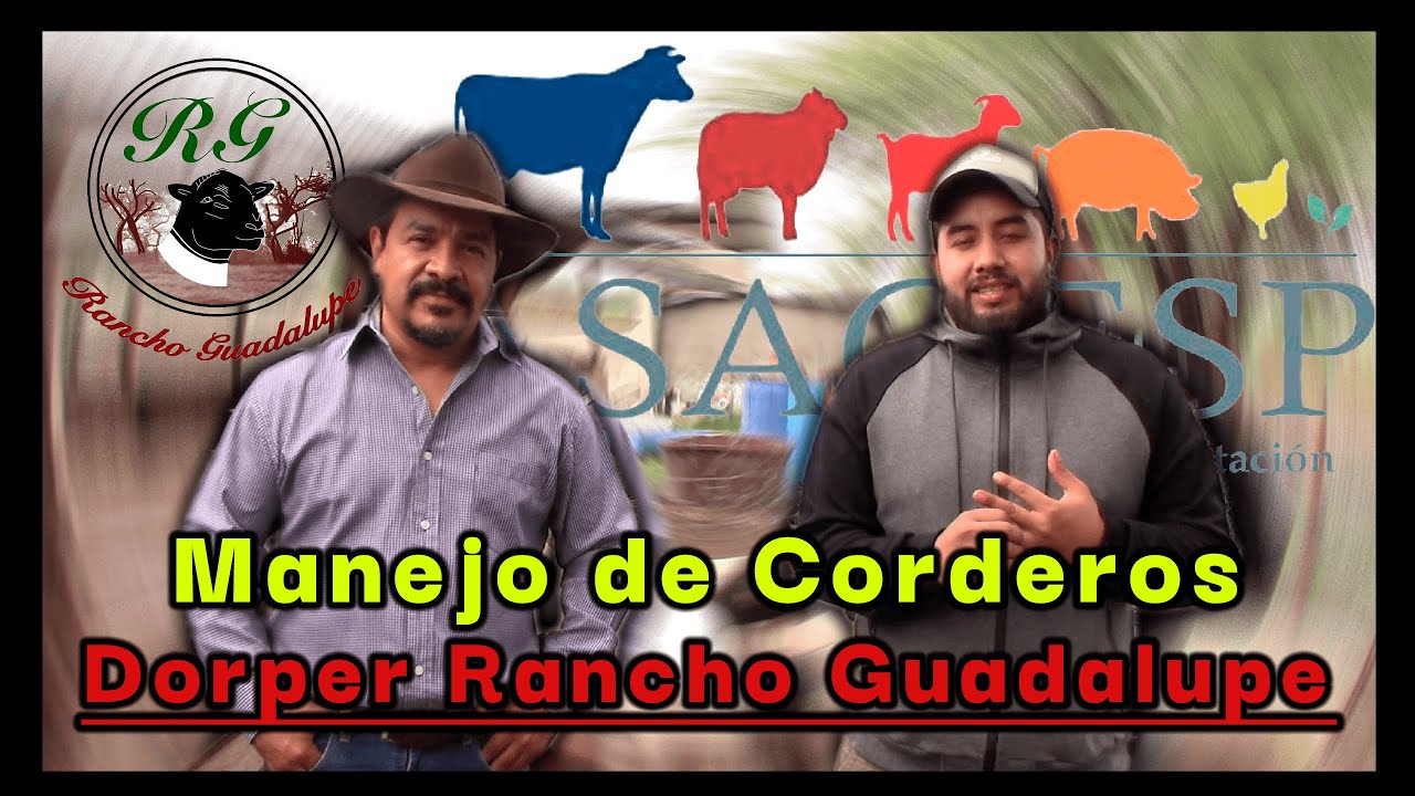 Manejo de corderos | Dorper Rancho Guadalupe |