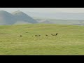 Aerial view of Elk herd in Yellowstone National Park